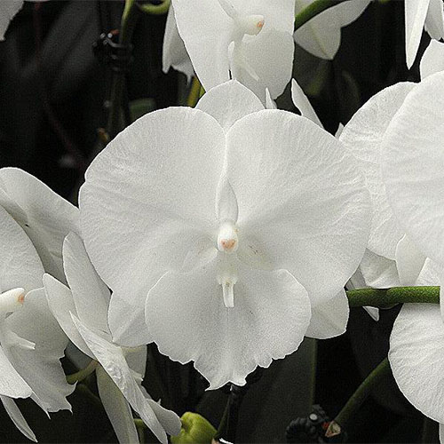 Phalaenopsis Crystal Water B S Phalaenopsis Crystal Water B S